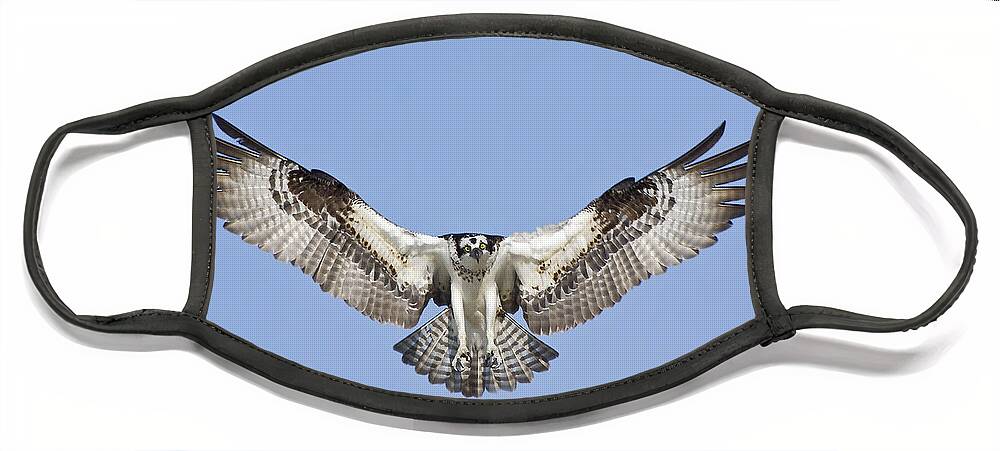 Osprey Face Mask featuring the photograph Osprey in Flight by Bob Decker