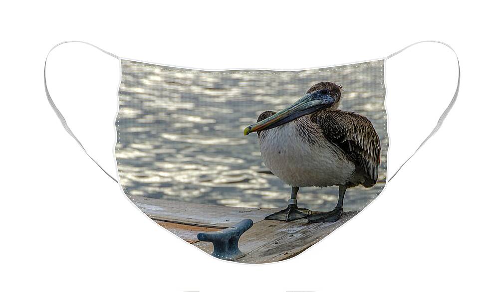 Pelican Face Mask featuring the photograph Pelican at the dock #1 by Wolfgang Stocker