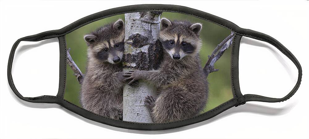 00176520 Face Mask featuring the photograph Raccoon Two Babies Climbing Tree North by Tim Fitzharris