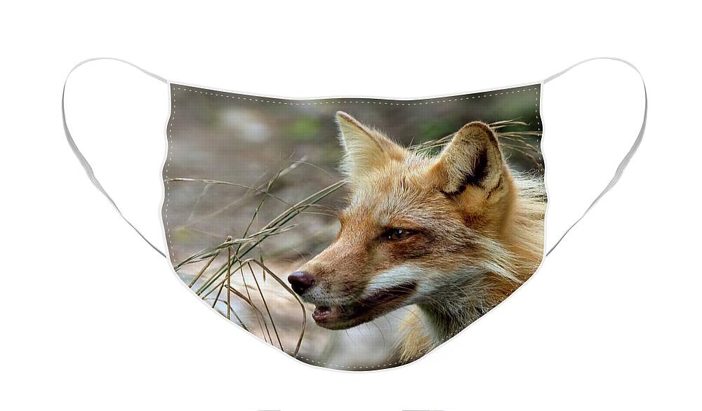 Fox Face Mask featuring the photograph Red fox portrait #1 by Sam Rino