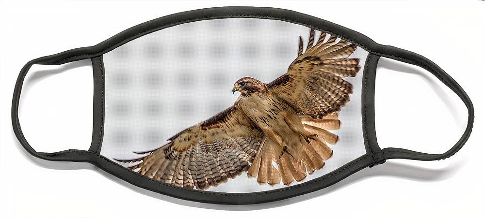 Birds Face Mask featuring the photograph Red-Tailed Hawk Hover #2 by Dawn Key