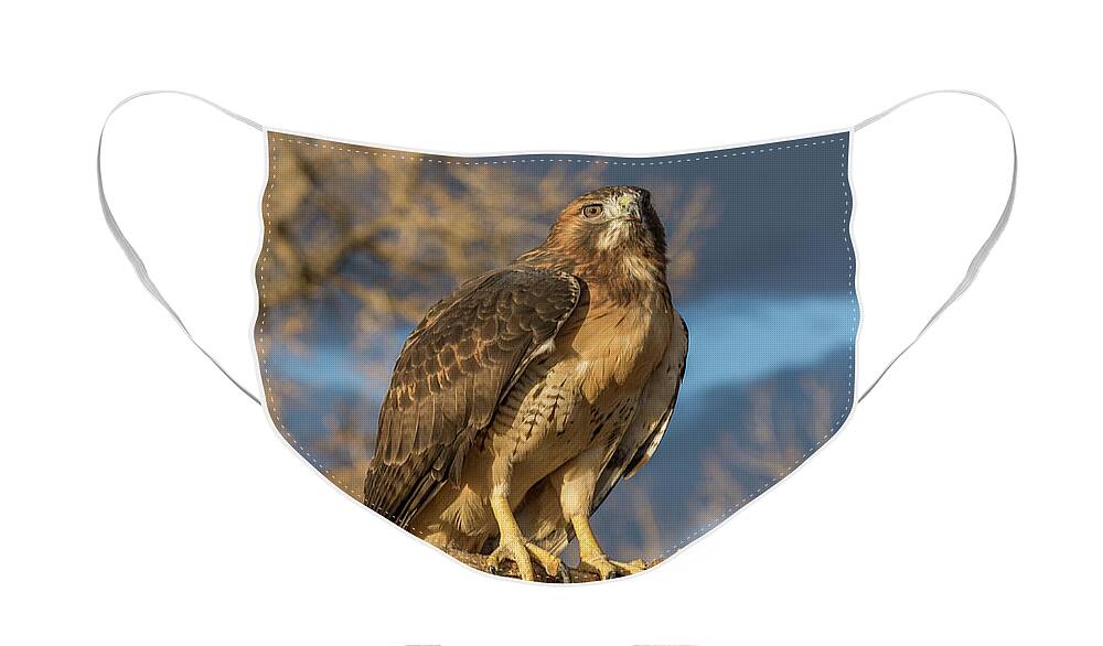 Red Tailed Hawk Face Mask featuring the photograph Red-tailed Hawk Portrait #1 by Tony Hake