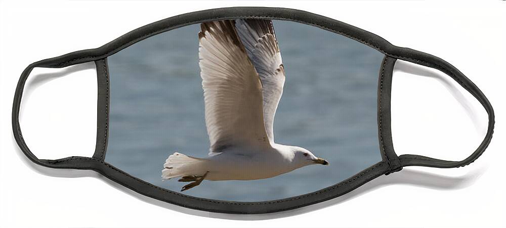 Ring Billed Gull Face Mask featuring the photograph Ring-Billed Gull by Holden The Moment