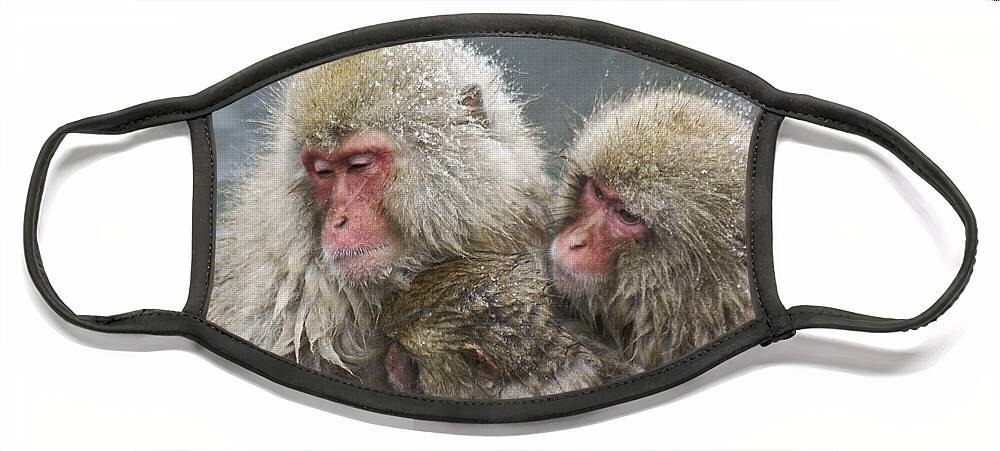Snow Monkey Face Mask featuring the photograph Snuggling Snow Monkeys by Michele Burgess