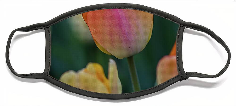 Bloom Face Mask featuring the photograph Spring Tulip #1 by Ron Pate