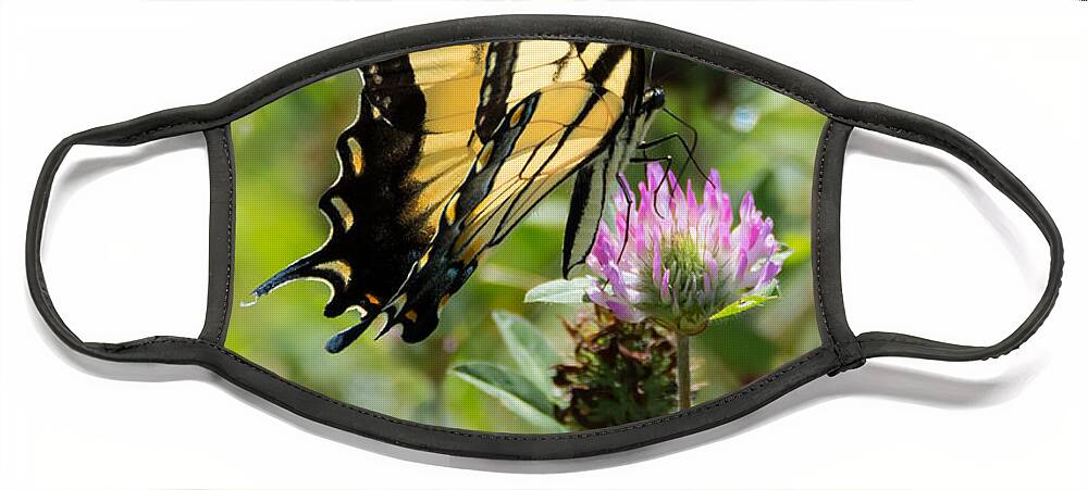 Butterfly Face Mask featuring the photograph Tiger Swallowtail Butterfly by Holden The Moment