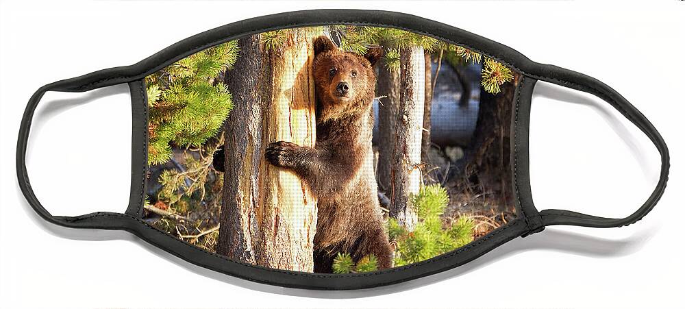 Grizzly Face Mask featuring the photograph Tree Hugger by Eilish Palmer
