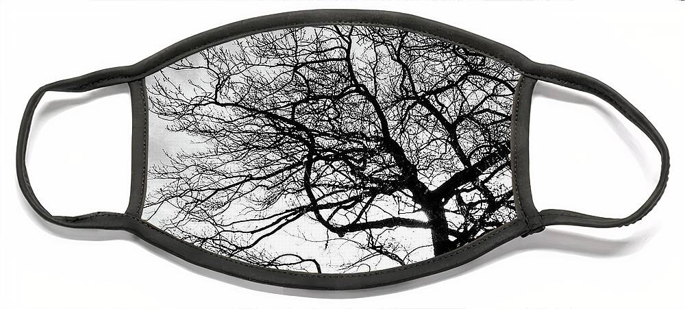 Tree Face Mask featuring the photograph Tree Silhouette #1 by Roseanne Jones