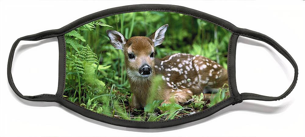 Mp Face Mask featuring the photograph White-tailed Deer Odocoileus #1 by Konrad Wothe