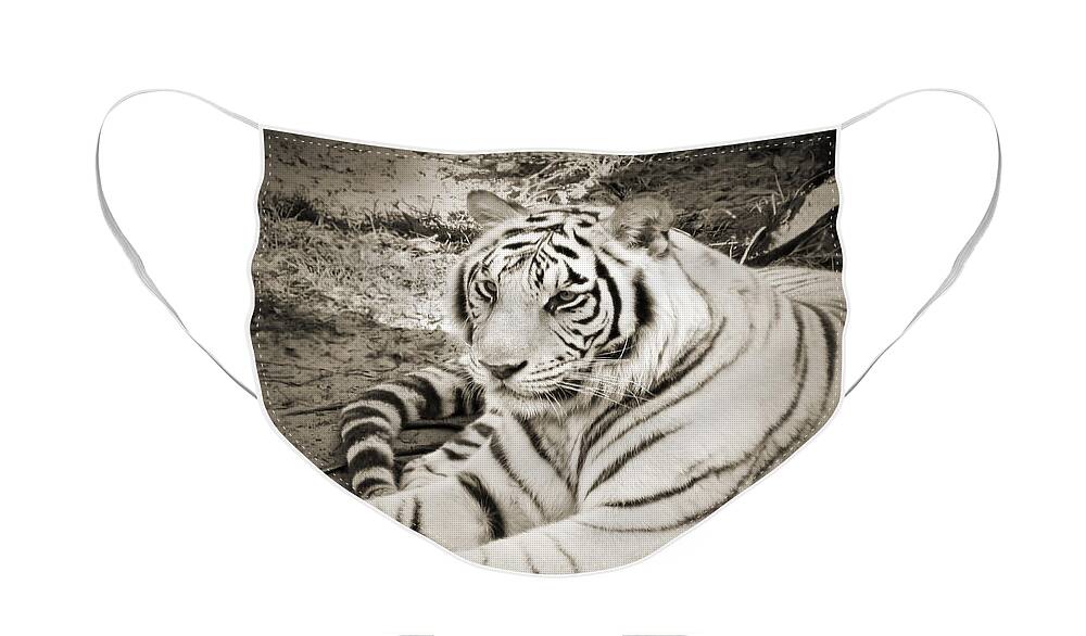Whiter Tiger Face Mask featuring the photograph White Tiger #1 by Steven Sparks