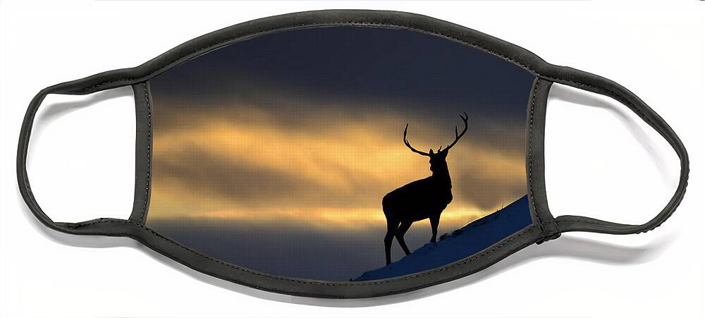 Stag Silhouette Face Mask featuring the photograph Stag Silhouette #11 by Gavin MacRae