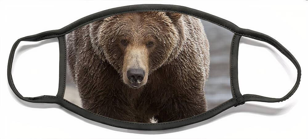 Mp Face Mask featuring the photograph Grizzly Bear Ursus Arctos Horribilis #13 by Matthias Breiter