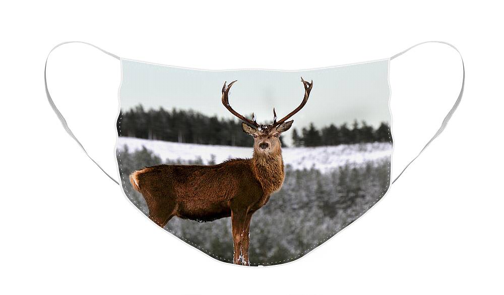  Red Deer Stag Face Mask featuring the photograph Red Deer Stag #15 by Gavin Macrae