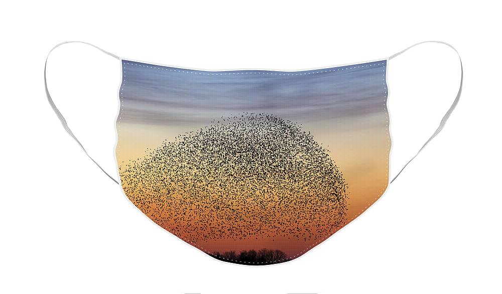 Common Starling Face Mask featuring the photograph 150501p263 by Arterra Picture Library