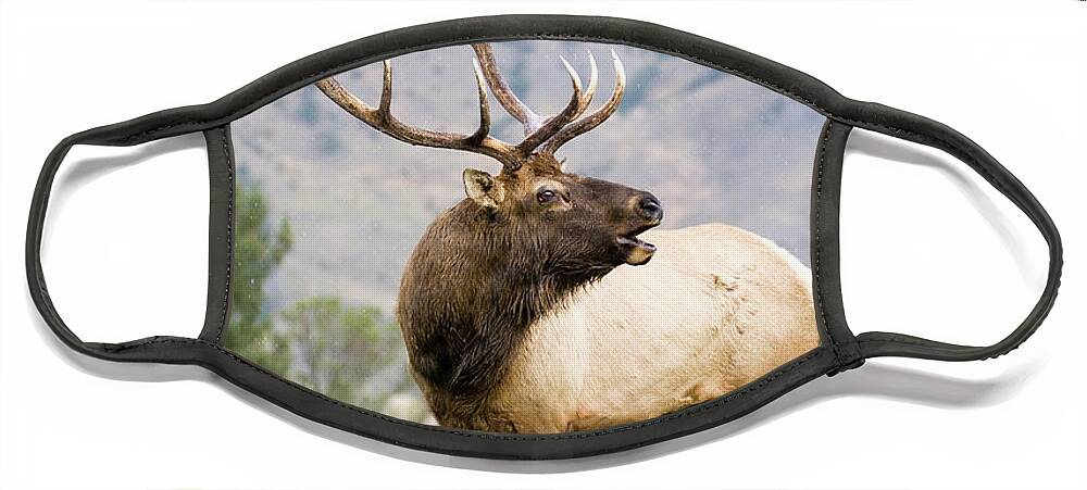Elk Face Mask featuring the photograph Bull Elk by Wesley Aston