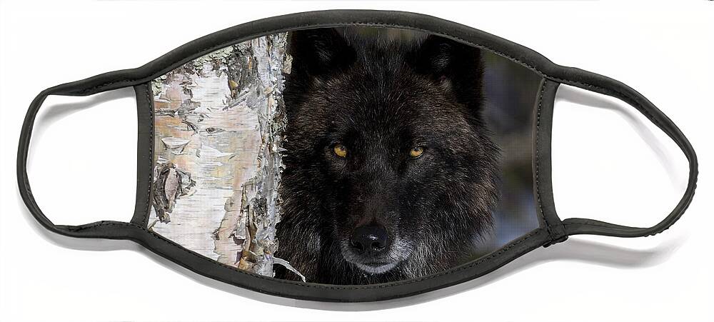 Gray Wolf Face Mask featuring the photograph Gray Wolf by Jean-Louis Klein and Marie-Luce Hubert