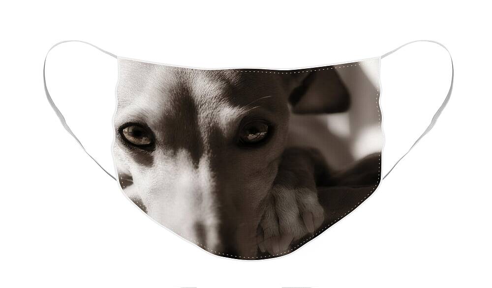 Editorial Face Mask featuring the photograph Heart You Italian Greyhound by Angela Rath
