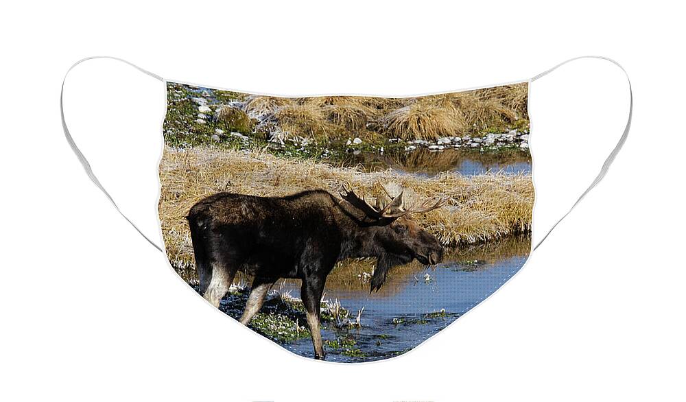 Moose Face Mask featuring the photograph Moose #2 by Ronnie And Frances Howard