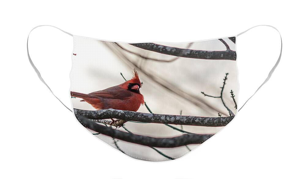 Cardinalis Face Mask featuring the photograph Northern cardinal #2 by SAURAVphoto Online Store