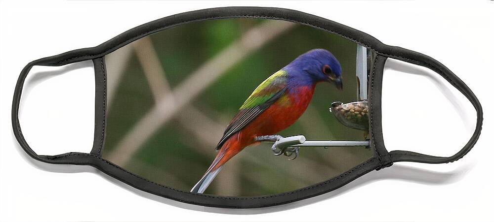 Bird Face Mask featuring the photograph Painted Bunting #2 by Dart Humeston