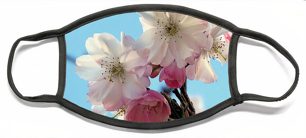 Pink Cherry Blossoms Face Mask featuring the photograph Pink Cherry Blossoms by Janice Drew