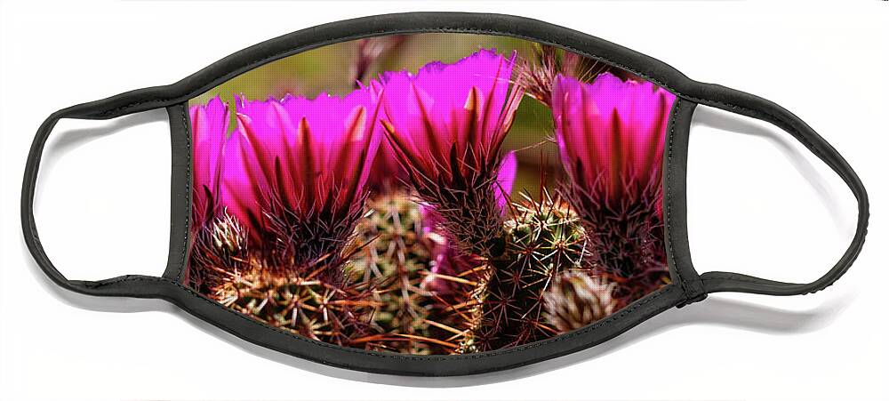 Arizona Face Mask featuring the photograph Sedona Cactus Flower #2 by Raul Rodriguez