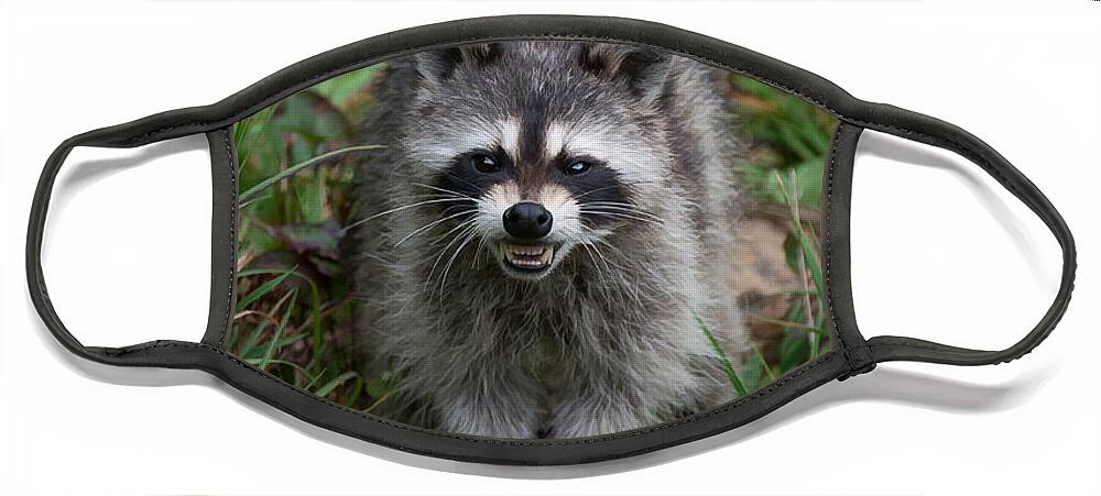 Portrait Face Mask featuring the photograph Snarling Raccoon #2 by Joye Ardyn Durham