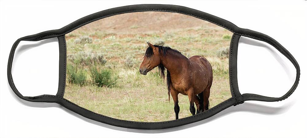Mustang Face Mask featuring the photograph Wild Mustang #2 by Ronnie And Frances Howard