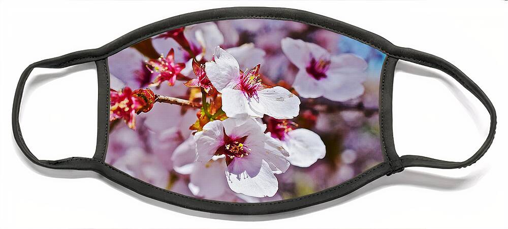 Cherry Blossoms Face Mask featuring the photograph 2015 Early Spring Cherry Blossoms 1 by Janis Senungetuk