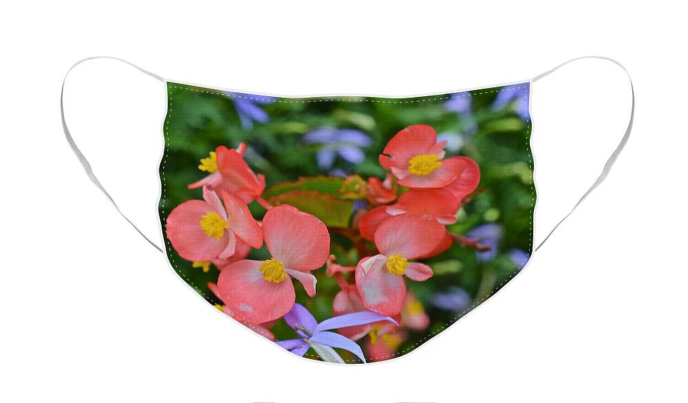 Begonias Face Mask featuring the photograph 2015 Mid September at the Garden Begonias 2 by Janis Senungetuk