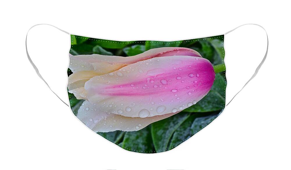 Tulips Face Mask featuring the photograph 2015 Spring at Olbrich Gardens Lily Tulip in the Rain by Janis Senungetuk
