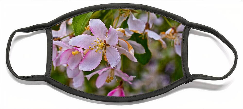 Crabapple Blossoms Face Mask featuring the photograph 2015 Spring at the Gardens White Crabapple Blossoms 1 by Janis Senungetuk