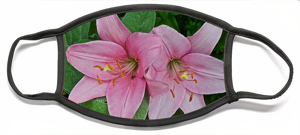 Asiatic Lilies Face Mask featuring the photograph 2015 Summer at the Garden Pink Lilies 1 by Janis Senungetuk