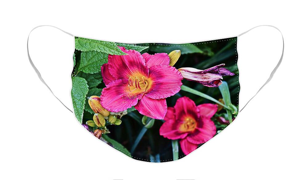 Daylily Face Mask featuring the photograph 2015 Summer at the Garden Strawberry Candy Daylily 2 by Janis Senungetuk