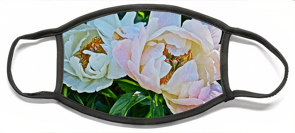 Peonies Face Mask featuring the photograph 2015 Summer's Eve at the Garden White Peony Duo by Janis Senungetuk