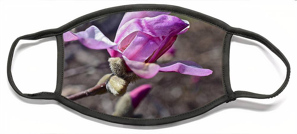 Magnolia Face Mask featuring the photograph 2016 Early Spring Loebner Magnolia 1 by Janis Senungetuk
