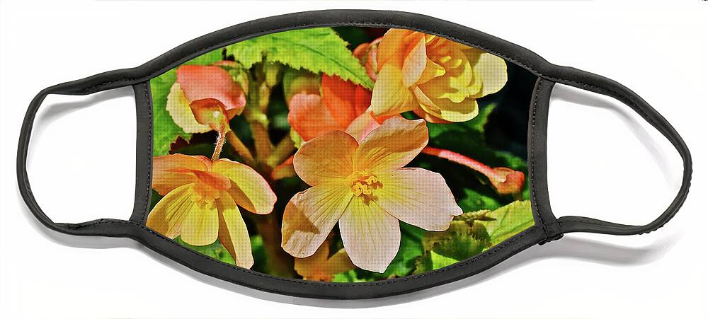 Begonia Face Mask featuring the photograph 2016 Mid June Apricot Begonia 1 by Janis Senungetuk