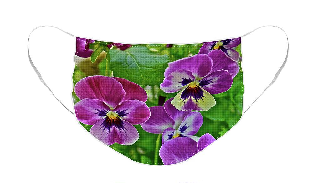 Pansies Face Mask featuring the photograph 2016 Mid May Pansies 1 by Janis Senungetuk
