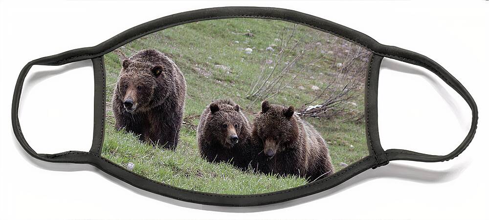 Bears Face Mask featuring the photograph Family #3 by Ronnie And Frances Howard