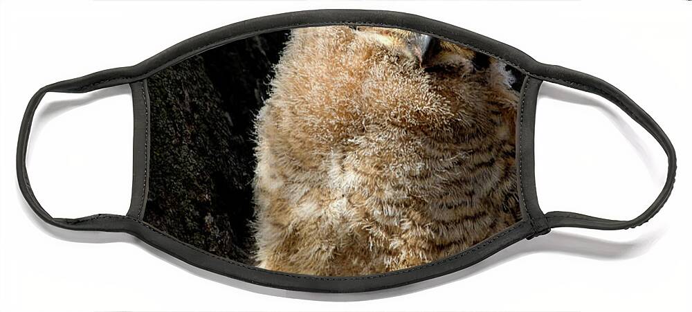 Great Horned Owl Face Mask featuring the photograph Great Horned Owlet #3 by Dawn Key