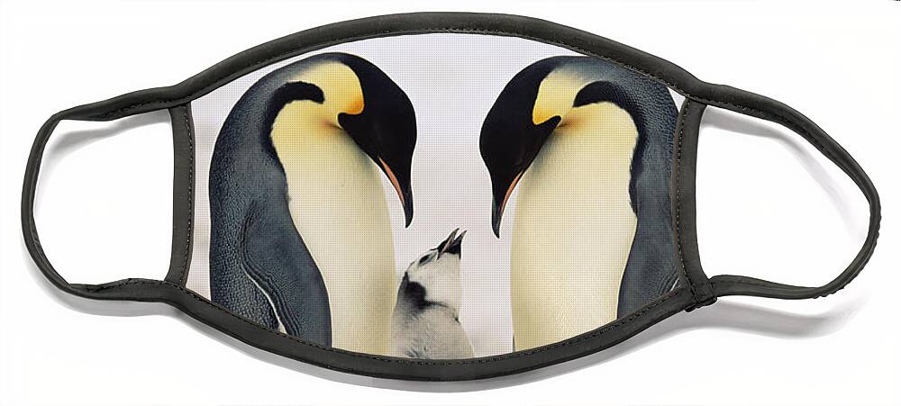 Mp Face Mask featuring the photograph Emperor Penguin Family by Konrad Wothe