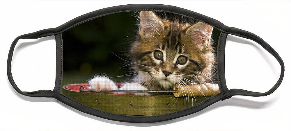 Maine Coon Cat Face Mask featuring the photograph Maine Coon Kitten #4 by Jean-Louis Klein & Marie-Luce Hubert