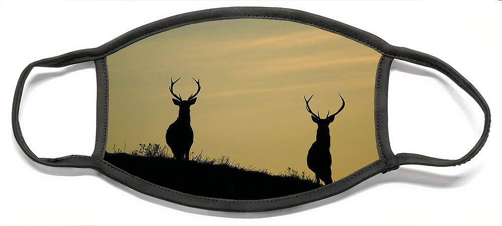 Stags Silhouette Face Mask featuring the photograph Red Deer Stags #4 by Gavin Macrae