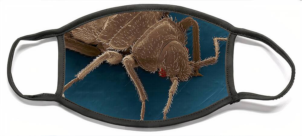 Bed Bugs Face Mask featuring the photograph Bedbug, Cimex Lectularius, Sem #5 by Ted Kinsman