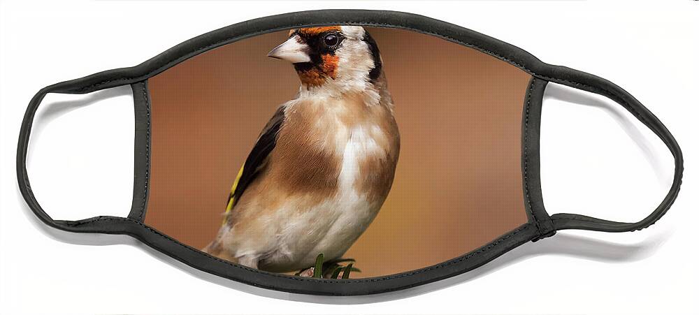 Goldfinch Face Mask featuring the photograph European goldfinch bird close up  #1 by Simon Bratt