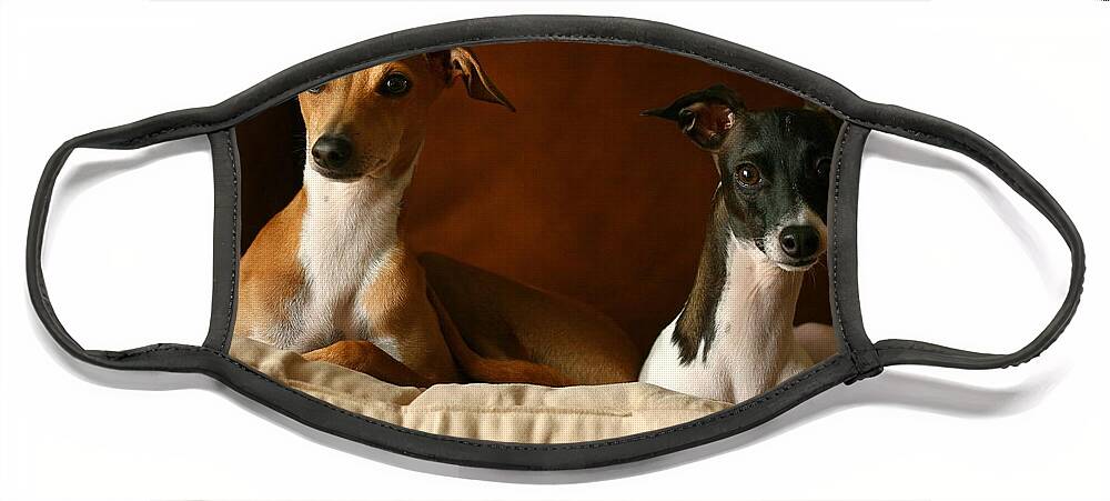 Editorial Face Mask featuring the photograph Italian Greyhounds #3 by Angela Rath