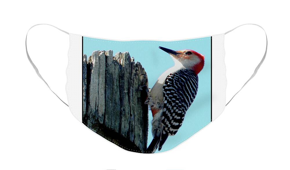 Barbara Tristan Face Mask featuring the photograph #8670 Woodpecker #8670 by Barbara Tristan