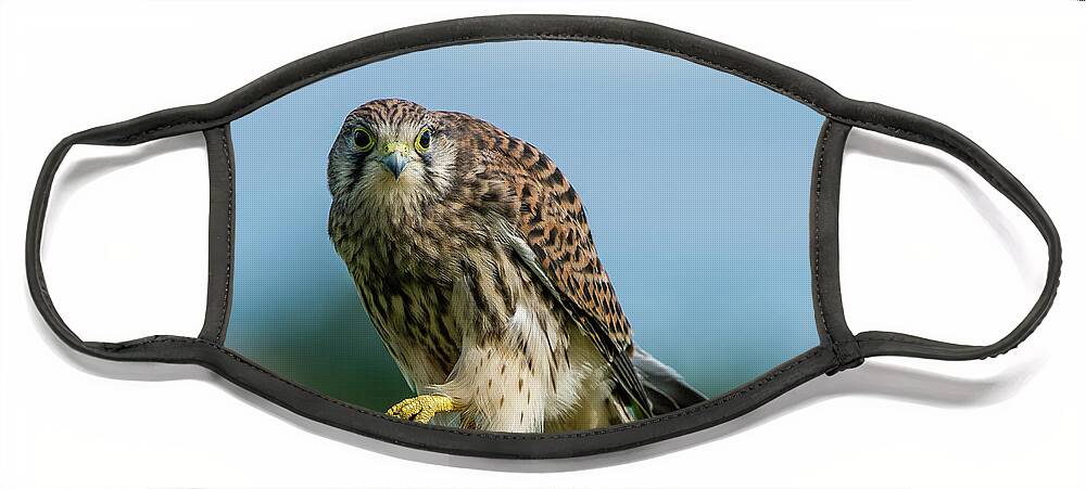 Kestrel Face Mask featuring the photograph A beautiful young kestrel looking behind you by Torbjorn Swenelius