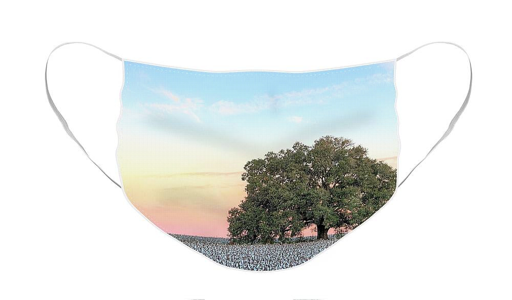 Cotton Face Mask featuring the photograph A Deeply Southern Sunrise by JC Findley