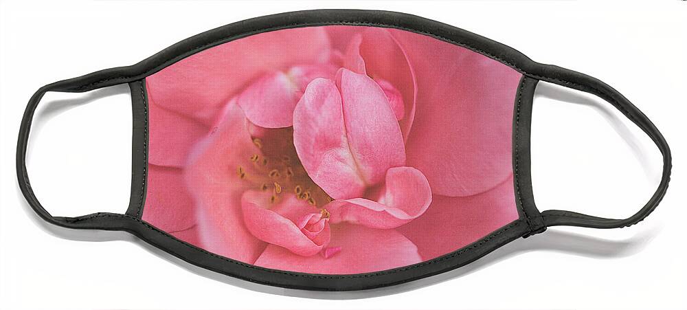 Rose Face Mask featuring the photograph A Rose by Cindi Ressler